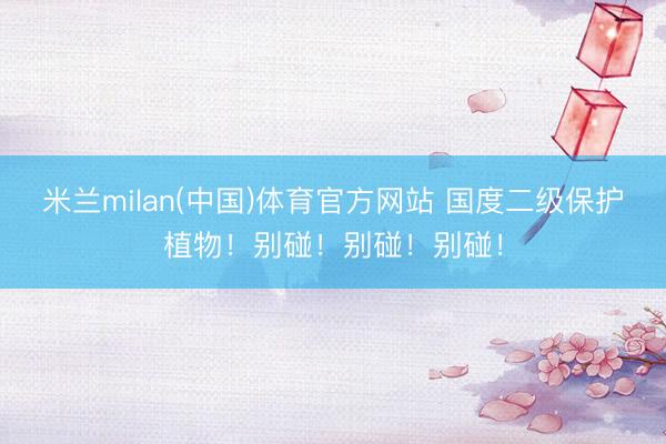 米兰milan(中国)体育官方网站 国度二级保护植物！别碰！别碰！别碰！